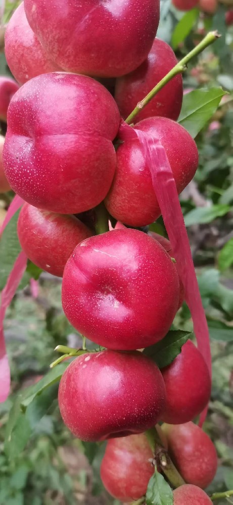 油蟠桃（Oil peaches）
